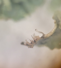 Tuckermanopsis chlorophylla