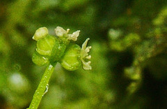 Hydrocotyle pusilla