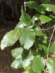 Nothofagus alessandrii