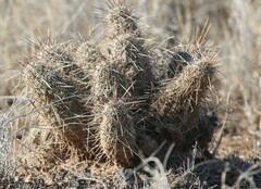 Echinocereus engelmannii fasciculatus