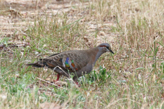 Phaps elegans