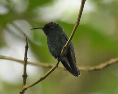 Microchera cupreiceps