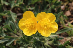 Ranunculus bulbosus