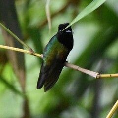 Eupherusa nigriventris