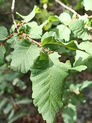 Nothofagus glauca