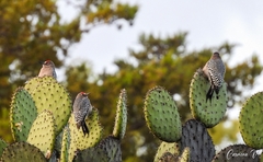 Melanerpes hypopolius