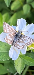 Burnsius communis