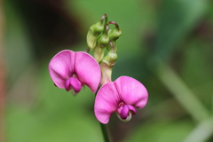 Lathyrus sylvestris