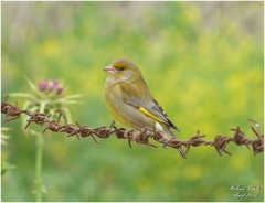 European Greenfinch photo 4
