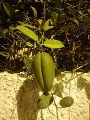 Stephanotis floribunda