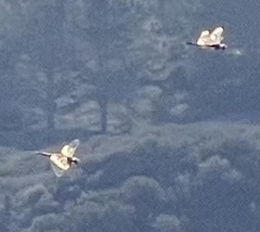 Pantala