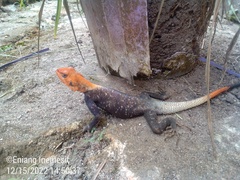 Agama agama