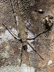 Phricta spinosa