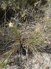 Dasypogon