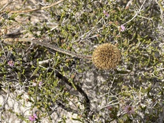 Dasypogon