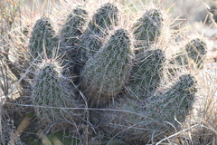 Echinocereus engelmannii fasciculatus