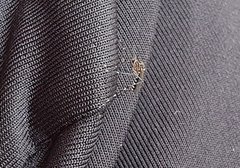 Aedes notoscriptus