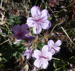 Geranium viscosissimum