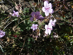 Geranium viscosissimum