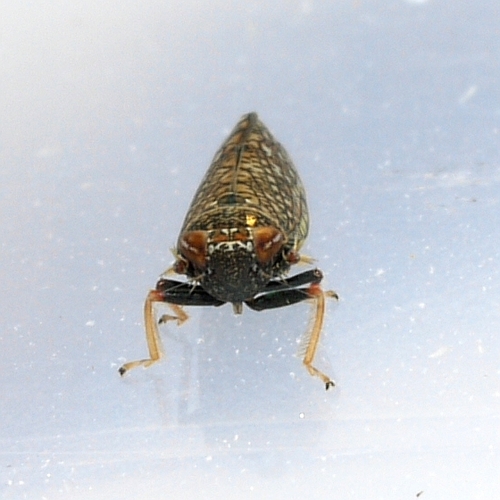 Japanese Leafhopper photo 4
