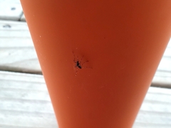 Aedes notoscriptus