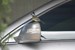 Falcunculus frontatus