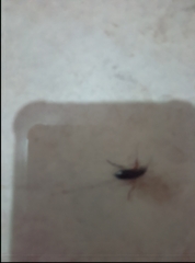 Strongylium erythrocephalum