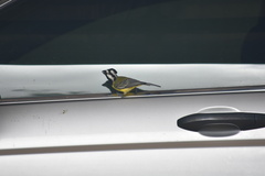 Falcunculus frontatus