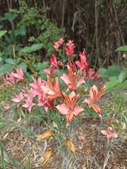 Alstroemeria ligtu