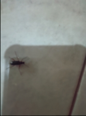 Strongylium erythrocephalum