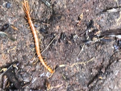 Scolopocryptops gracilis