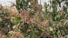 Mangifera indica