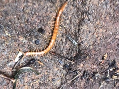 Scolopocryptops gracilis