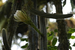 Trichocereus arboricolus