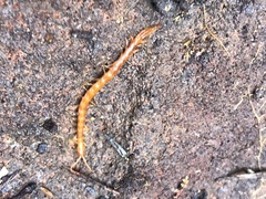 Scolopocryptops gracilis