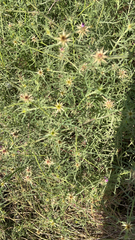 Centaurea calcitrapa