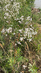 Lepidium latifolium