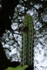 Trichocereus arboricolus