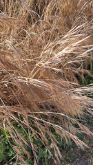 Bromus diandrus