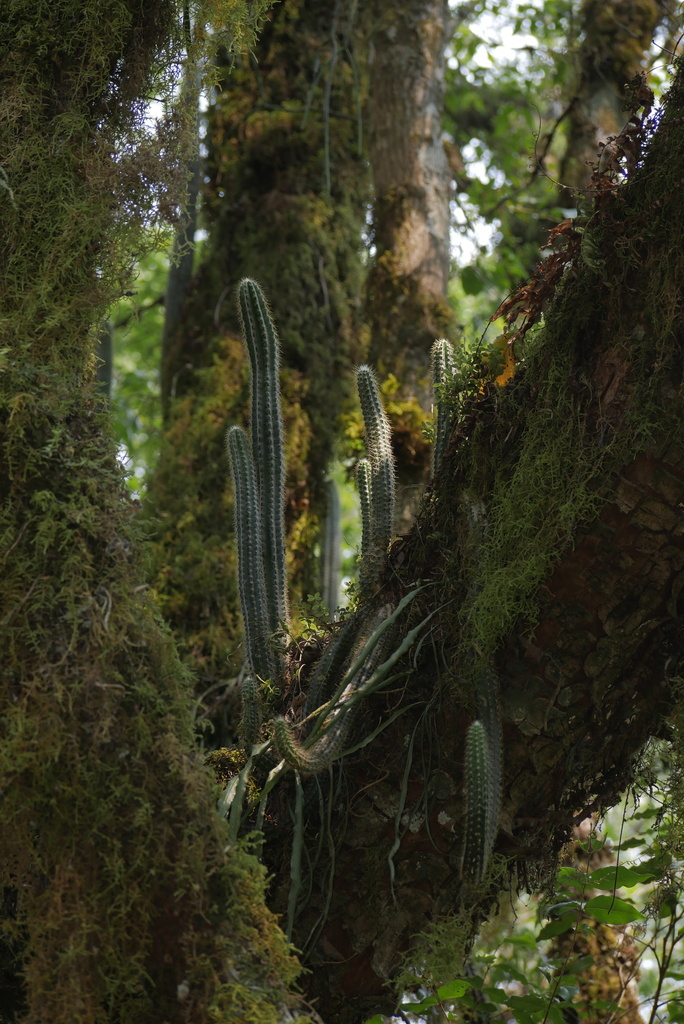 Trichocereus arboricola