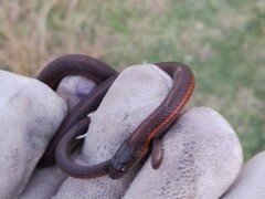 Thamnophis melanogaster