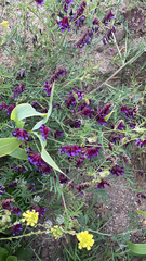 Vicia villosa