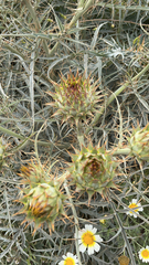 Cynara cardunculus