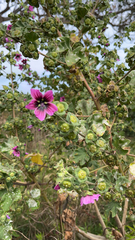 Malva arborea