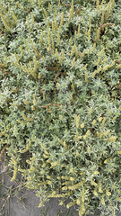 Ambrosia chamissonis