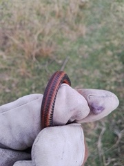 Thamnophis melanogaster