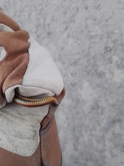 Thamnophis melanogaster