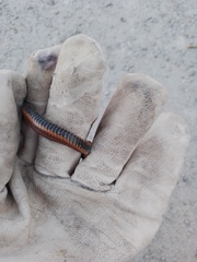 Thamnophis melanogaster