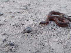 Thamnophis melanogaster