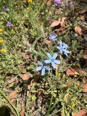 Oxypetalum coeruleum